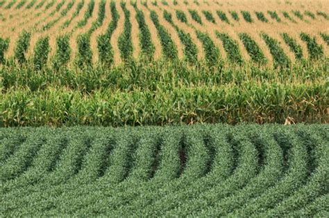 Farmers Intend To Increase Areas Planted To Corn And Soybeans 2020 04