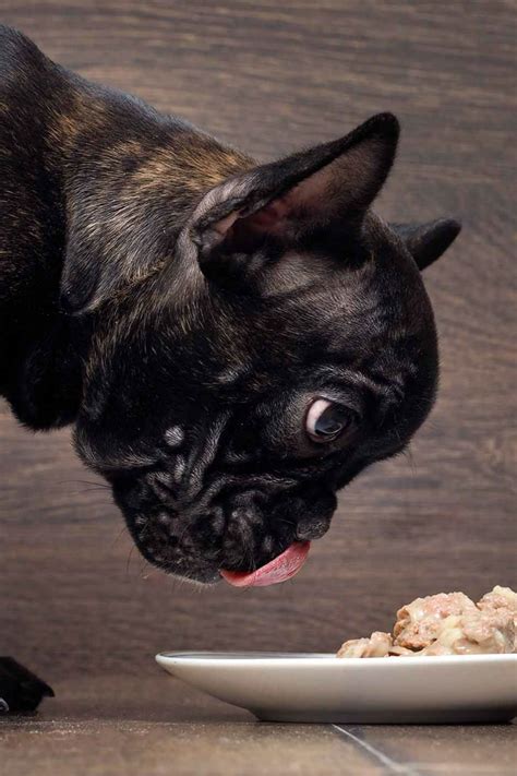 39 Top Images Are French Bulldogs Hypoallergenic Dogs Portuguese