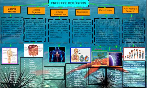 Biologia Mapa Conceptual De Los Procesos Biologicos