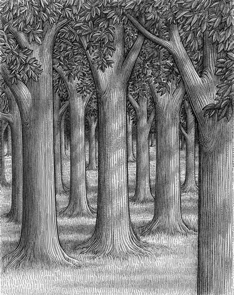 Forest Sketch Easy At Explore Collection Of Forest