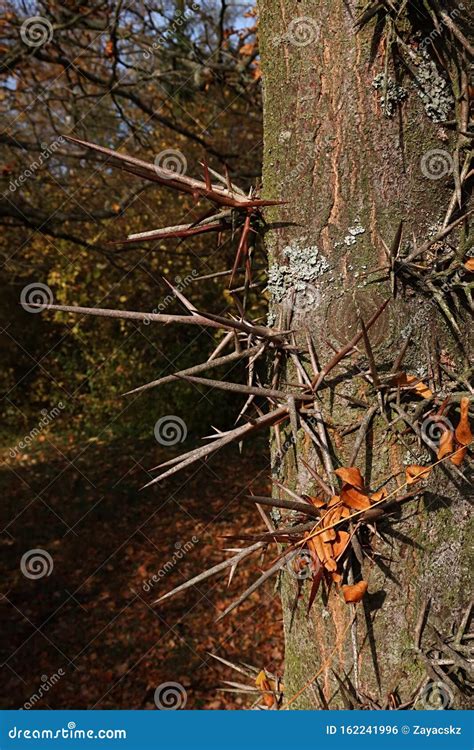 Detail Of Sharp Thorns On Trunk Of Honey Locust Tree Also Caled Thorny