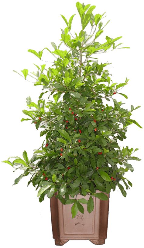 Fertilizing miracle trees should be fed on a regular basis, nutrients are required for the tree to remain healthy and bear fruit. Houston Bamboo Nursery