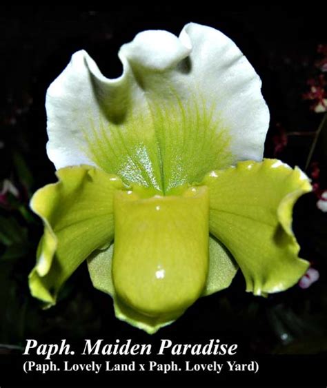 Paph Maiden Paradise Paph Lovely Land X Paph Lovely Yard5051