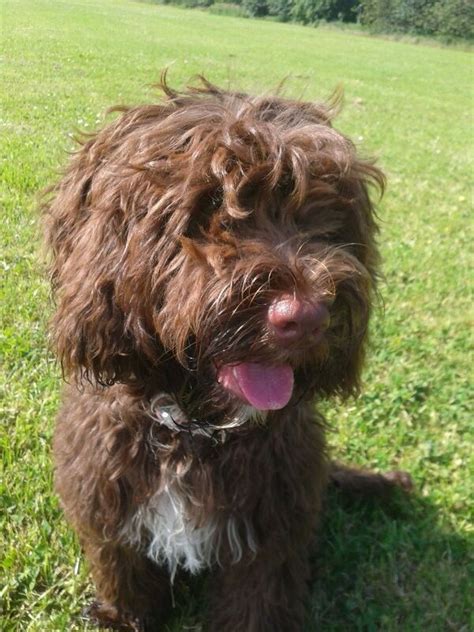 F1b, standard size, wormed and vaccinations. Springerdoodle (English Springer Spaniel-Poodle Mix) Info ...