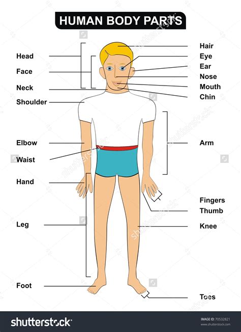 Going over the parts of a computer and their functions will help you understand all the vital components that make up a computer. parts of the human body clipart 20 free Cliparts ...