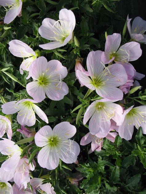 Please review the schedule and the details on our product pages for more information. Power Flowers - Oenothera | Flower photos, Flowers, Zone 5 ...