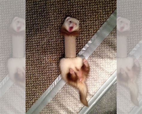 Try Not To Laugh At These Hilarious Photos Of Animal Fails Animal
