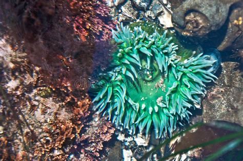 Sea Anemone In Brilliant Green Underwater On Oregon Coast Stock Photo