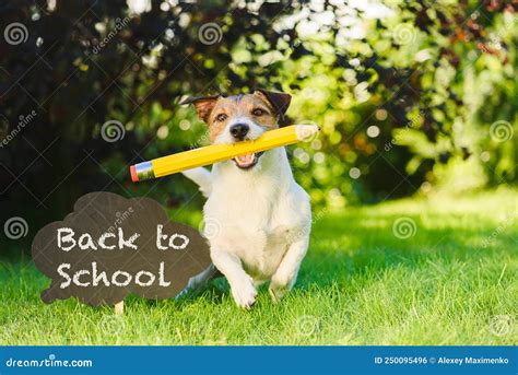 Funny Dog Next To Sign Welcoming Back To School Stock Photo Image Of