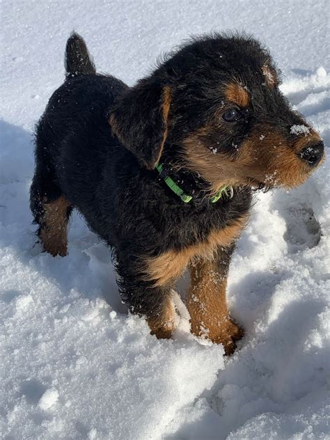 Yellowstone Airedales - Airedale Terrier Puppies for Sale in Sidney, MT