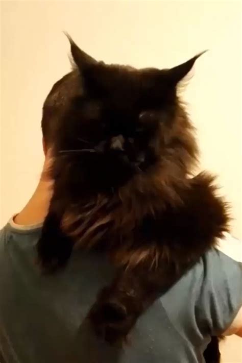 Registered bengals breeder that sale top quality kittens in ontario and worldwide. Maine Coon Kittens For Sale Near Me Craigslist