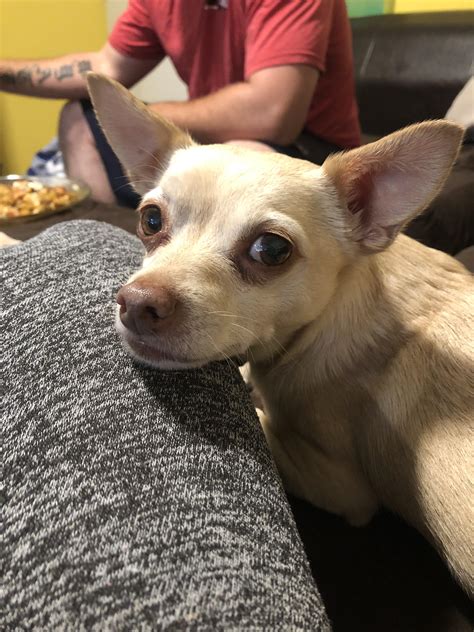 Please Just One Piece Of Bacon Rchihuahua
