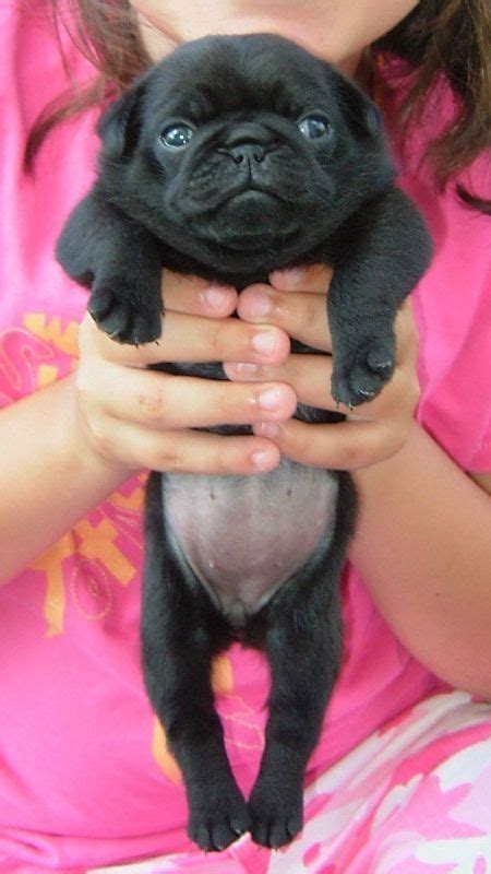 Hundreds of male and female bulldog names. French Bulldog Breeders | Puppies, Cute pugs, Cute baby ...