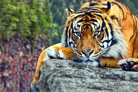 106 Tiger Wallpapers Most Beautiful Places In The World Download Free Wallpapers