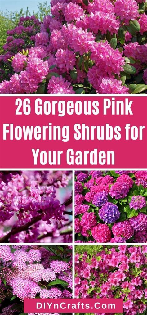 26 Gorgeous Pink Flowering Shrubs For Your Garden Great Ideas