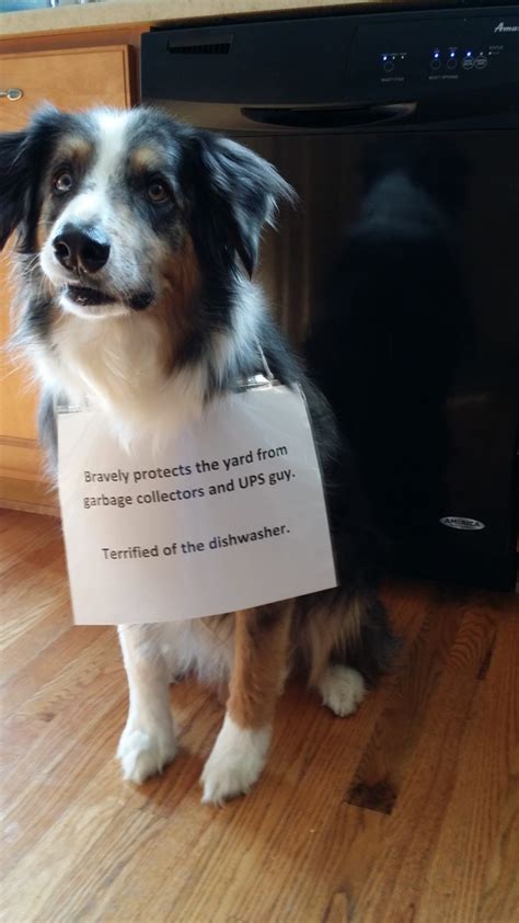 15 Funny Australian Shepherd Memes To Make Your Day Page 2 Of 5