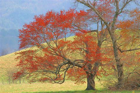 Oak Photograph By Itai Minovitz Fine Art America