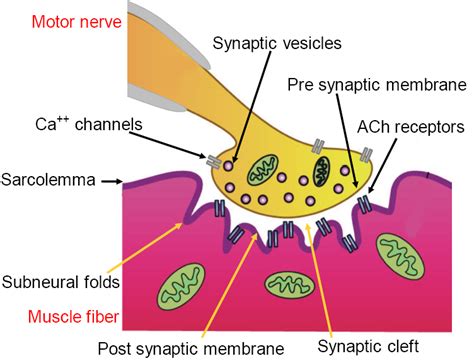 Concept Map Events At The Neuromuscular Junction