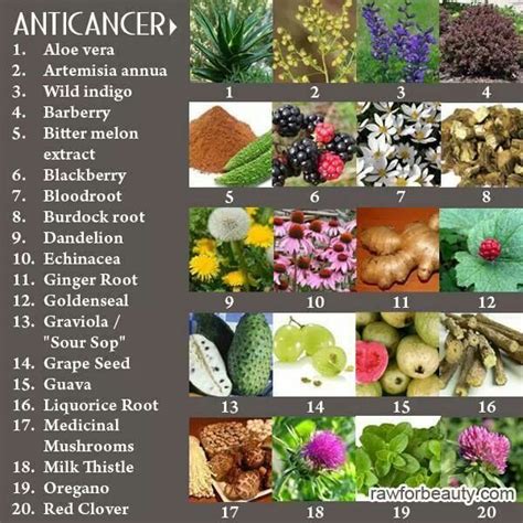 Anticancer Healing Herbs Goldenseal Plant Based Lifestyle
