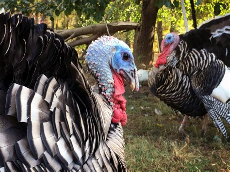 Heritage Turkeys Make A Comeback But To Save Them We Must Eat Them