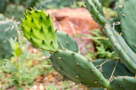 Growing And Caring For An Eastern Prickly Pear Cactus 2022