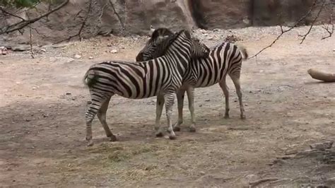 Necking Zebras At Philadelphia Zoo Youtube