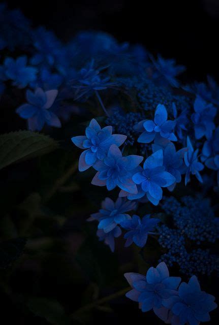 Untitled Blue Aesthetic Blue Wallpapers Dark Blue Flowers