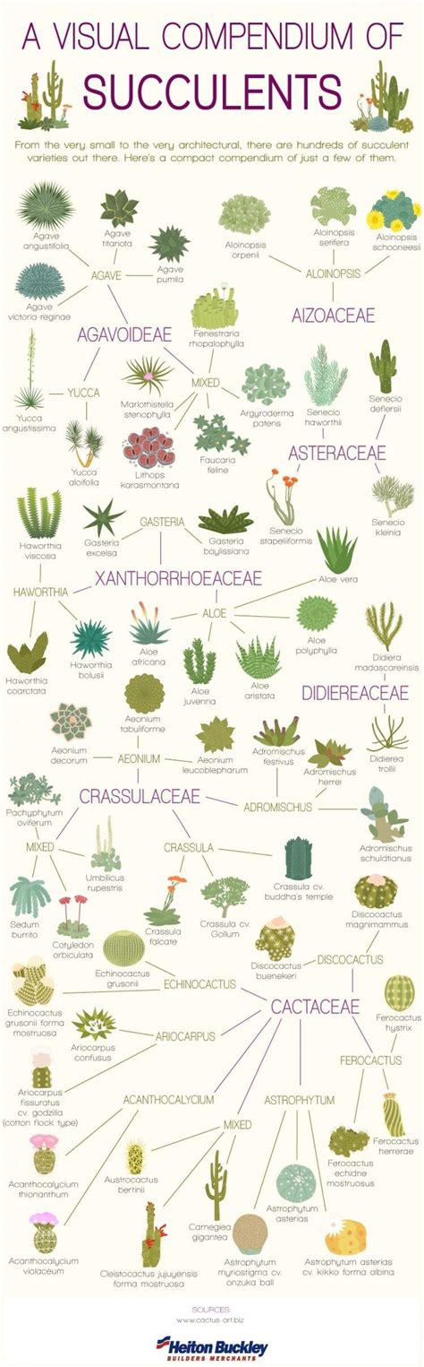 Instead, there are thousands of succulent plants in different groups, all sharing some physical characteristics: Different types of succulents : coolguides