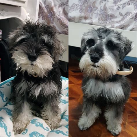 When To Give Miniature Schnauzer First Haircut