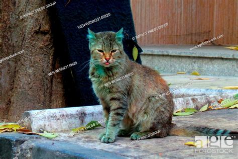 The Famous Green Cat From The Black Sea Town Of Varna Bulgaria Has