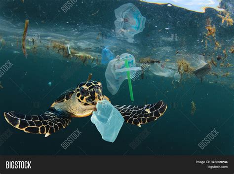 Leatherback Turtle Eating Plastic Bags