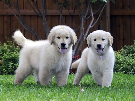 Cuteandcool Pets 4u Golden Retriever Puppy Pictures