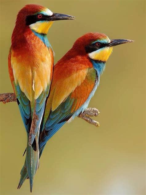 Pin By Arnavaz Fard On Hayvanlar Pet Birds Beautiful Birds Colorful