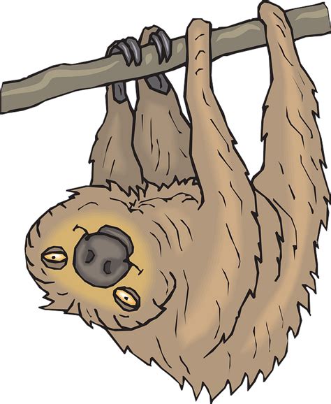 Sloth Hanging From Branch Clipart Free Download Transparent Png