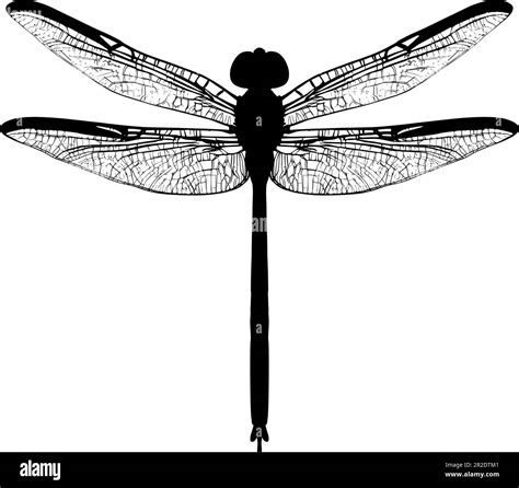 Dragonfly Silhouette Isolated On A White Background Vector