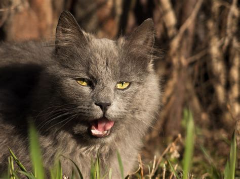 Grey Cat With Open Mouth Copyright Free Photo By M Vorel Libreshot