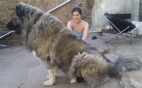 Extra Large Dog Breeds A Whole Lot Of Love