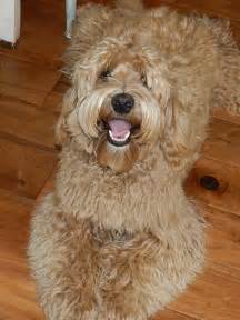 Look at pictures of labradoodle puppies who need a home. Tucker | Puppy Patch Labradoodles