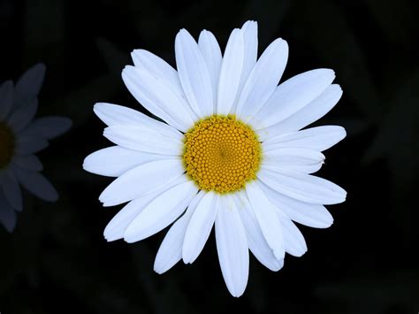 Daisies Trivia 30 Facts About The Beautiful Flower Useless Daily