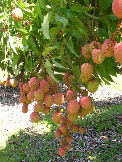 To force an update of this list, click here. Litchi chinensis, Lychee Nut Tree | PlantVine