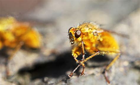 Dung Fly Zdjęcia I Ilustracje Istock