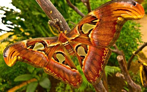 Animals Insects Moth Butterfly Wings Colors Contrast