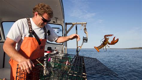 Ocean Temperatures Spark Concerns Of Early Lobster Harvest Blockade In