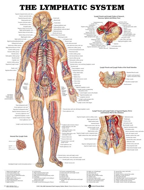 This chart provides an overview of the location and function of the internal organs of the body including the heart, lungs, stomach, kidneys and liver. 筋肉システム- Aliexpress.com経由、中国 筋肉システム 供給者からの安い 筋肉システム 大量を買います。