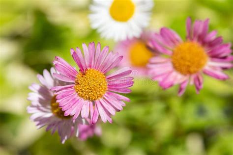 mexican fleabane erigeron karvinskianus flowers stock image image of flowering freshness