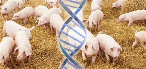 Are Genetically Modified Pigs Up Next For Approval By The Fda
