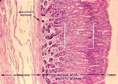 Flashcards Table On Identify Histology Of Digestive System Flashcards