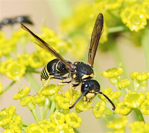 Black And Yellow Striped Wasp Ancistrocerus Capra Bugguidenet