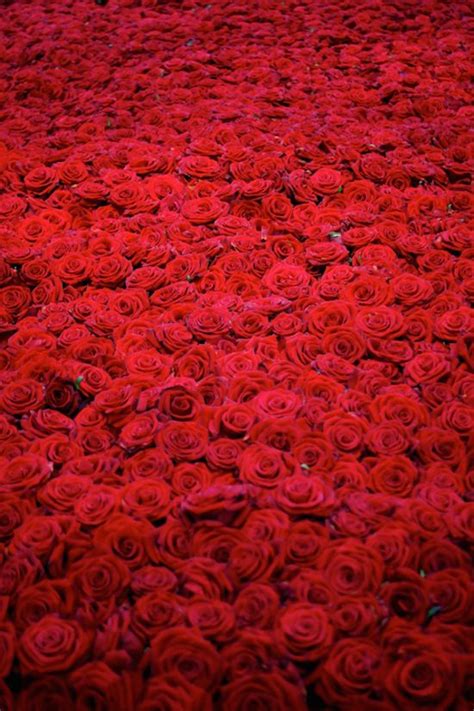 Choose from over a million free vectors, clipart graphics, vector art images, design templates, and illustrations created by artists worldwide! Pastel Red Aesthetics | Roses | Red aesthetic, Red roses ...