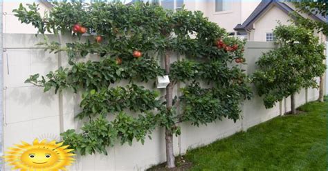 We did not find results for: Trellis fruit trees - original compact garden